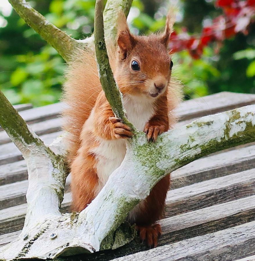 Red Squirrel Cottage Strathtay Exteriör bild